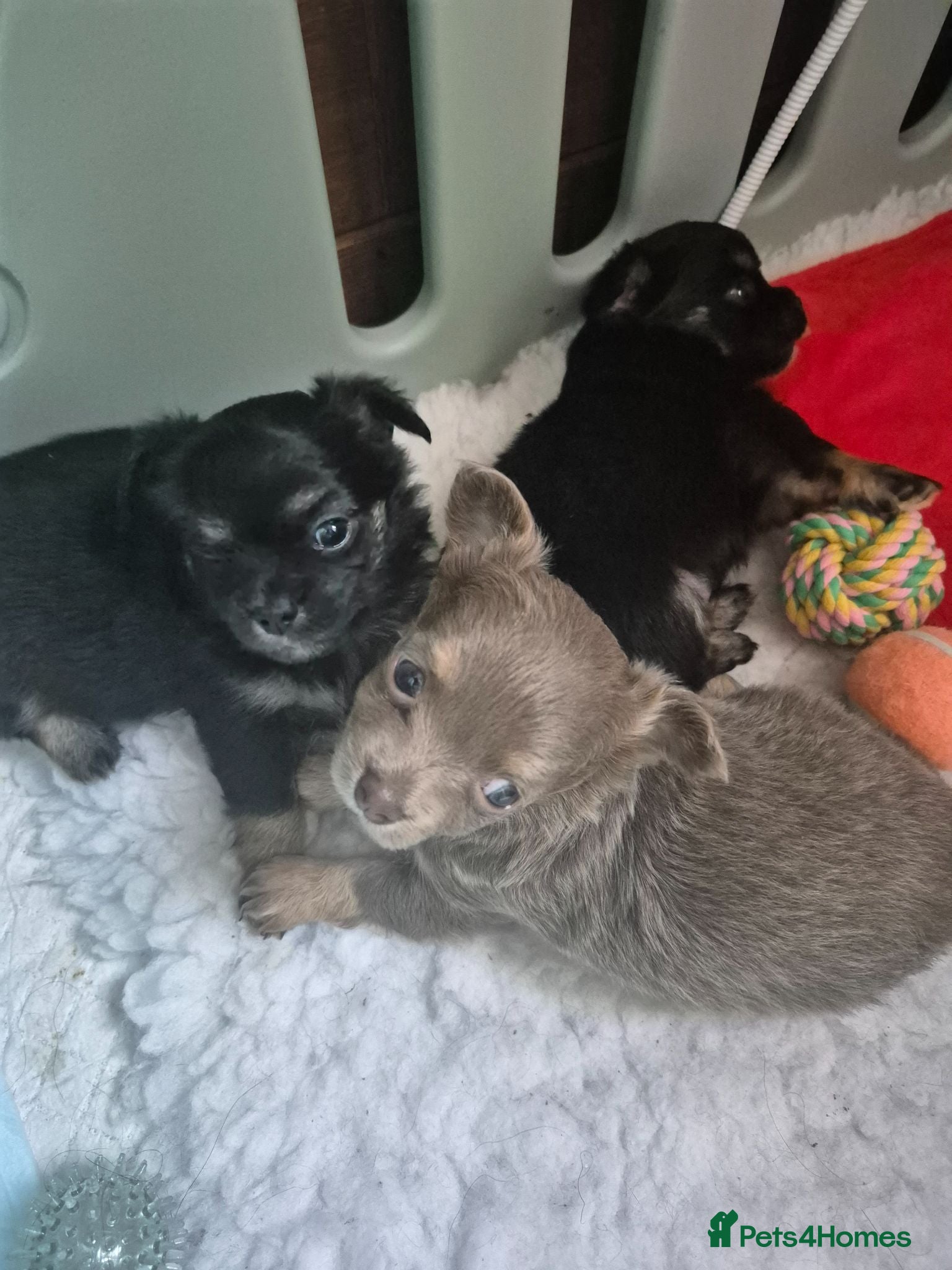Chihuahua dogs 3 Beautiful KC Reg Chihuahua puppies - Advert 1