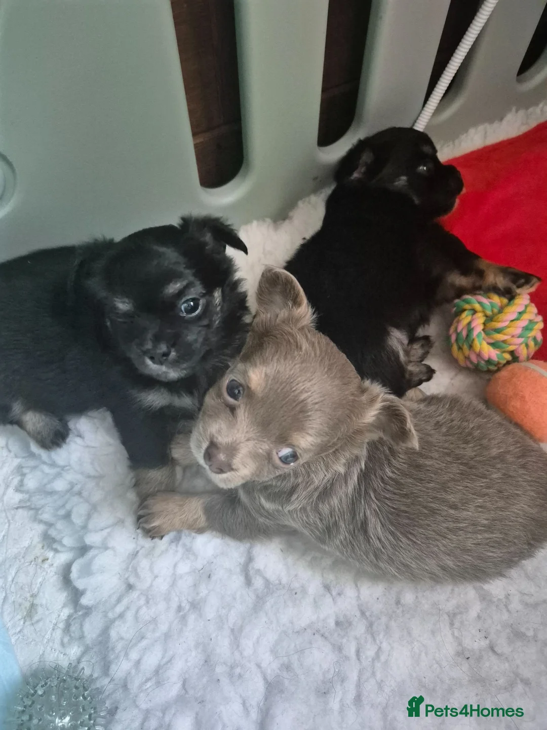 Chihuahua dogs for sale: 3 Beautiful KC Reg Chihuahua puppies - Advert 1