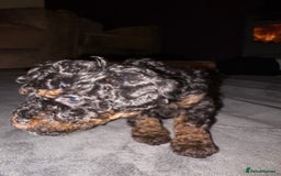 Cavapoo dogs for sale: 2 adorable male Cavapoo Puppies ! 🐾 - Image 23