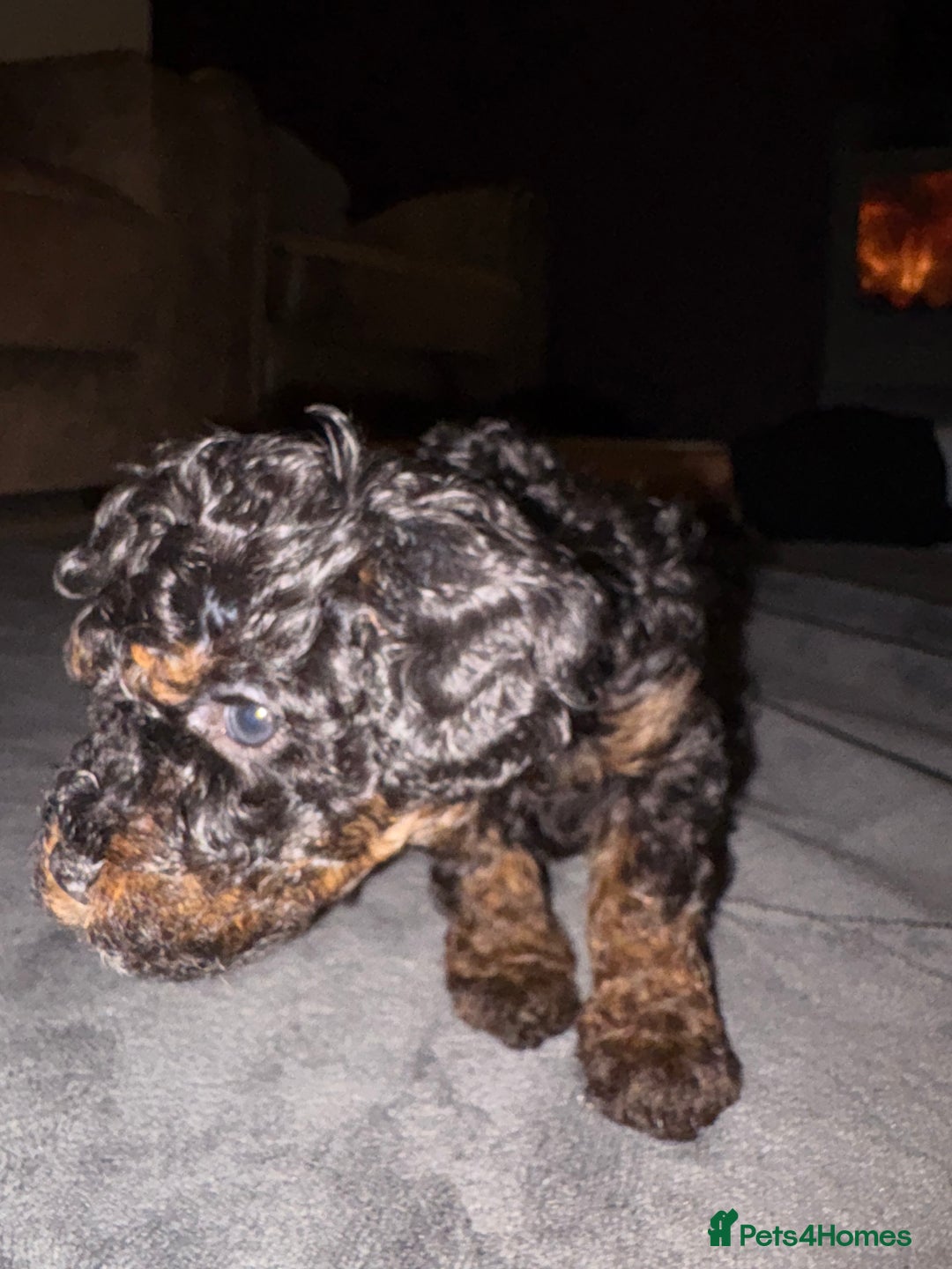 Cavapoo dogs for sale: 2 adorable male Cavapoo Puppies ! 🐾 - Image 23