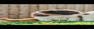 Border Collie Puppy 6