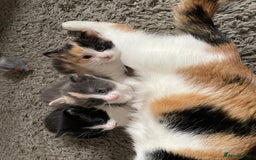 Mixed Breed cats for sale: 3 females - Image 14