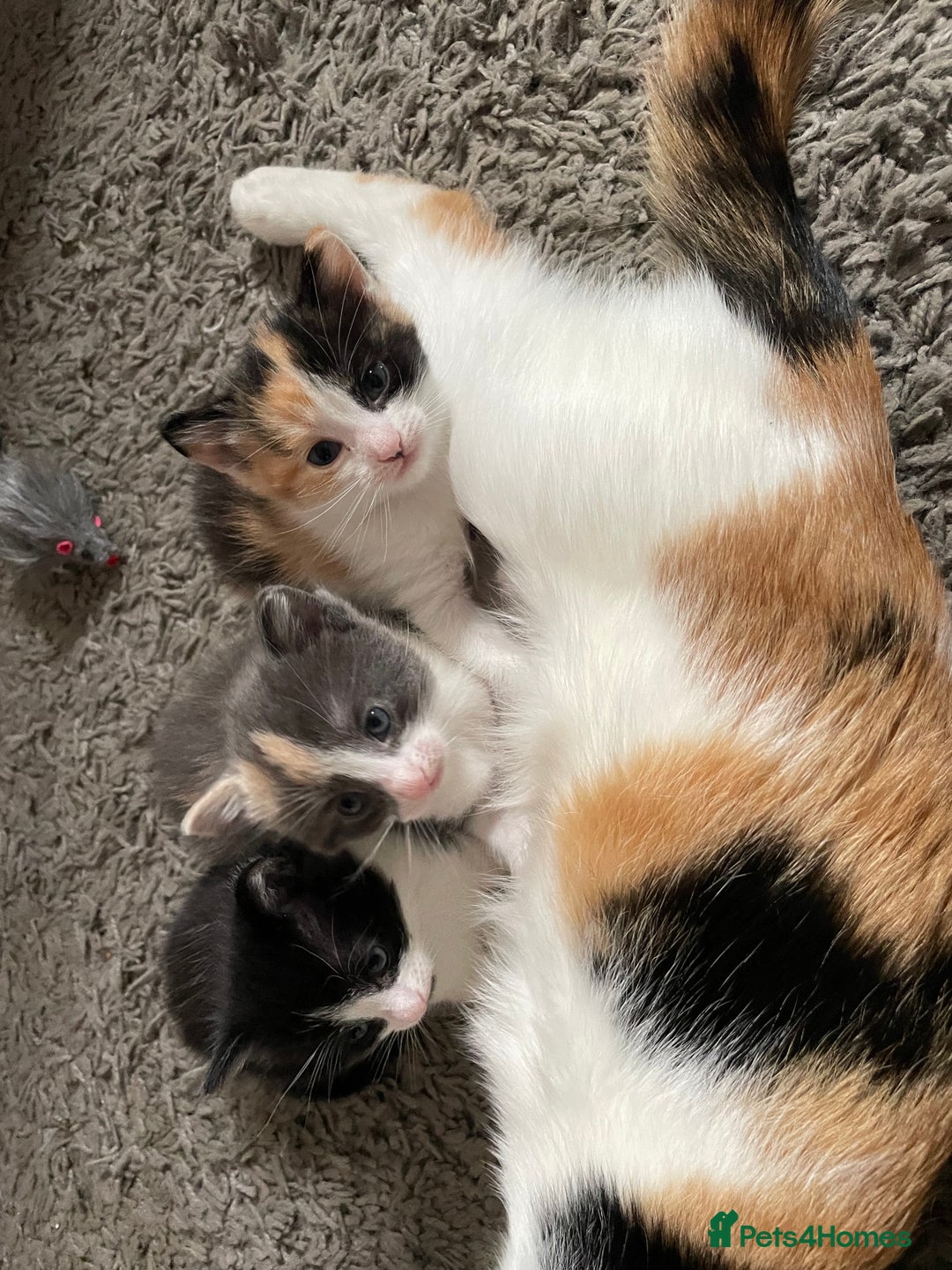 Mixed Breed cats for sale: 3 females - Image 14