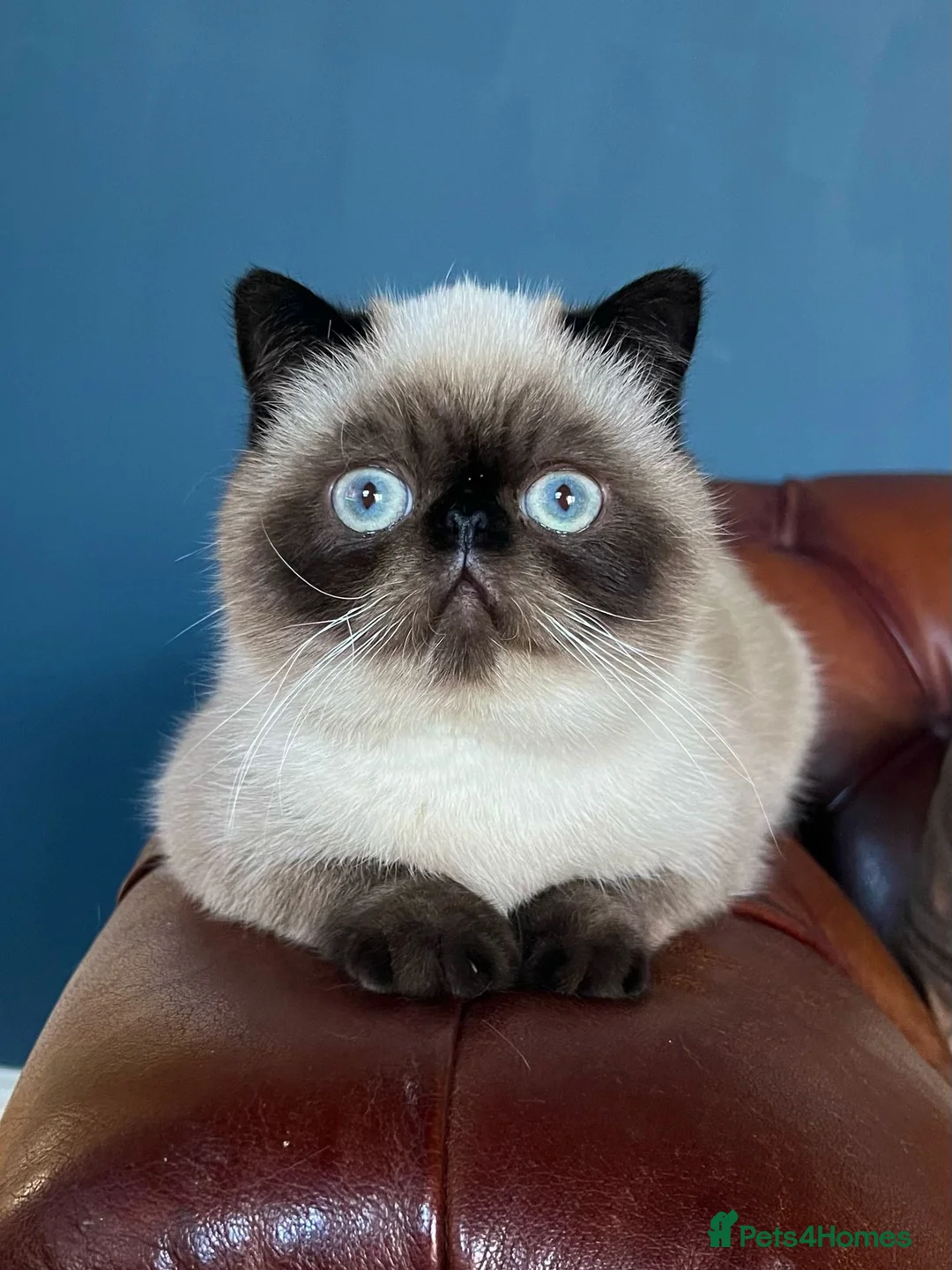 Exotic cats for stud: Exotic Male For Stud in Birmingham - Advert 4