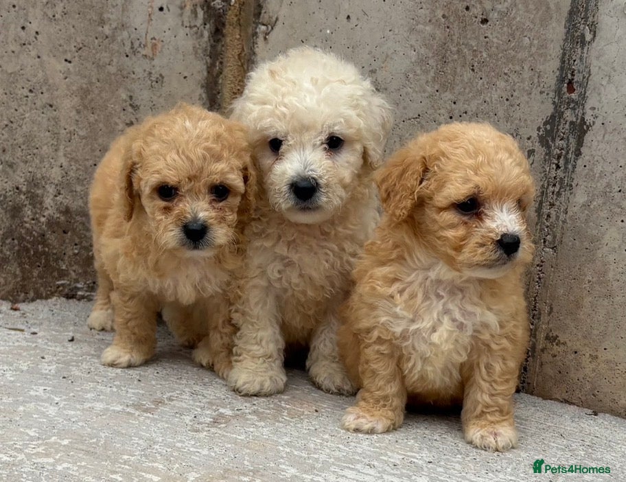 Poochon dogs Poochon puppies for sale  - Advert 4