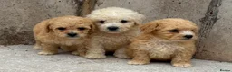 Poochon dogs for sale: Poochon puppies for sale  in Cookstown - Advert 1