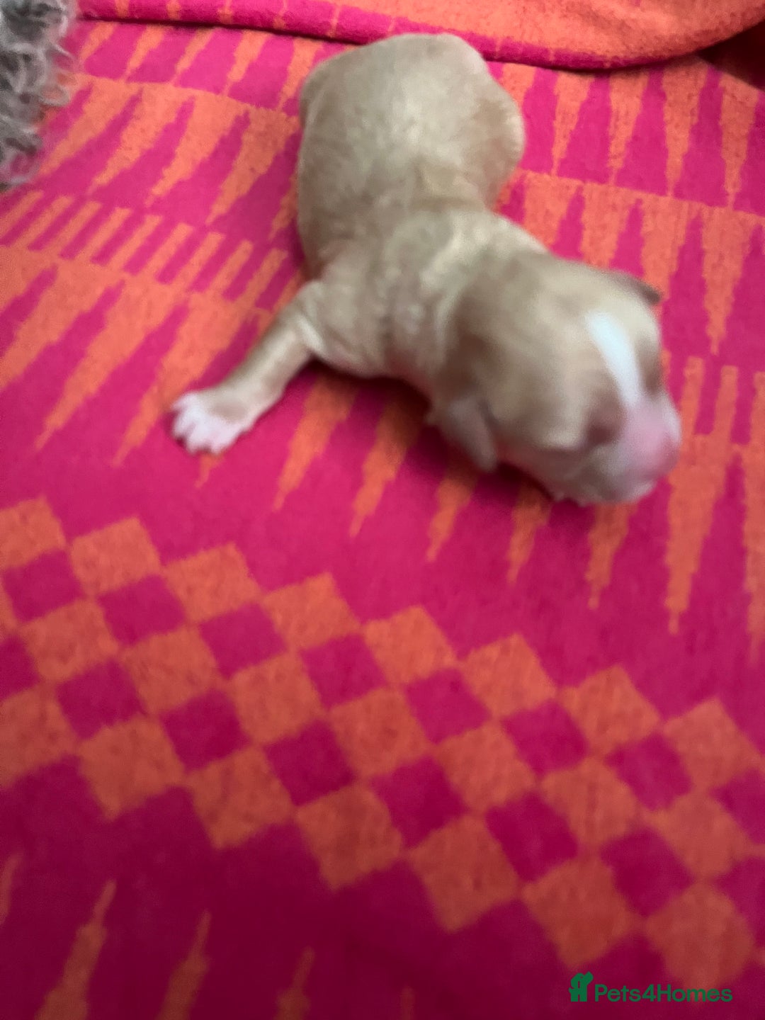 Cavapoo dogs for sale: Beautiful Cavapoo puppies  - Image 5