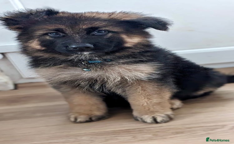 German Shepherd dogs - Advert 1