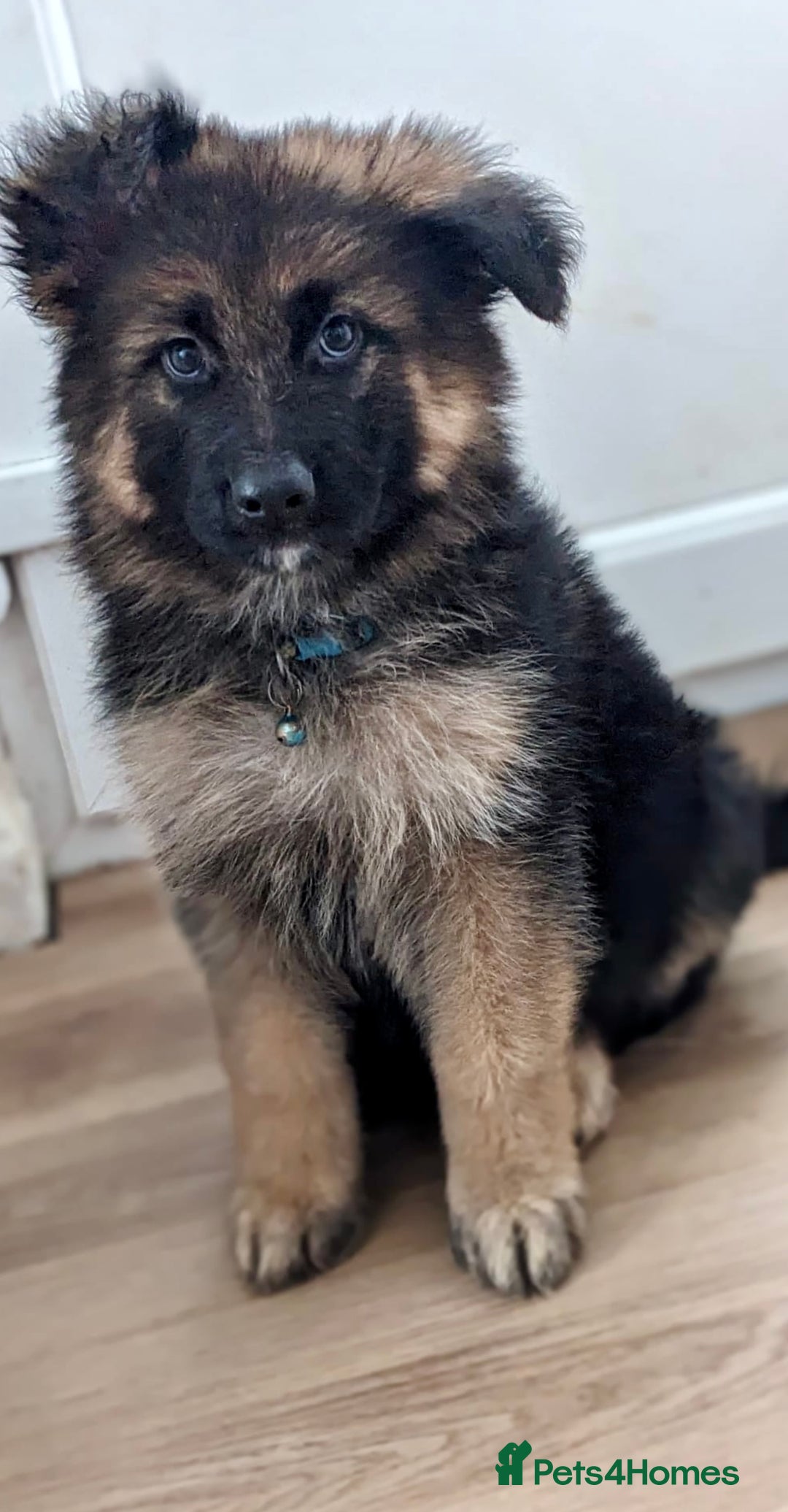 German Shepherd dogs for sale: 💙last male reduced💙 KC REGISTERED long hair - Image 4