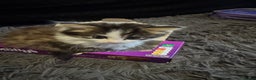 Mixed Breed cats for sale: Part Maine coon kittens - Advert 17