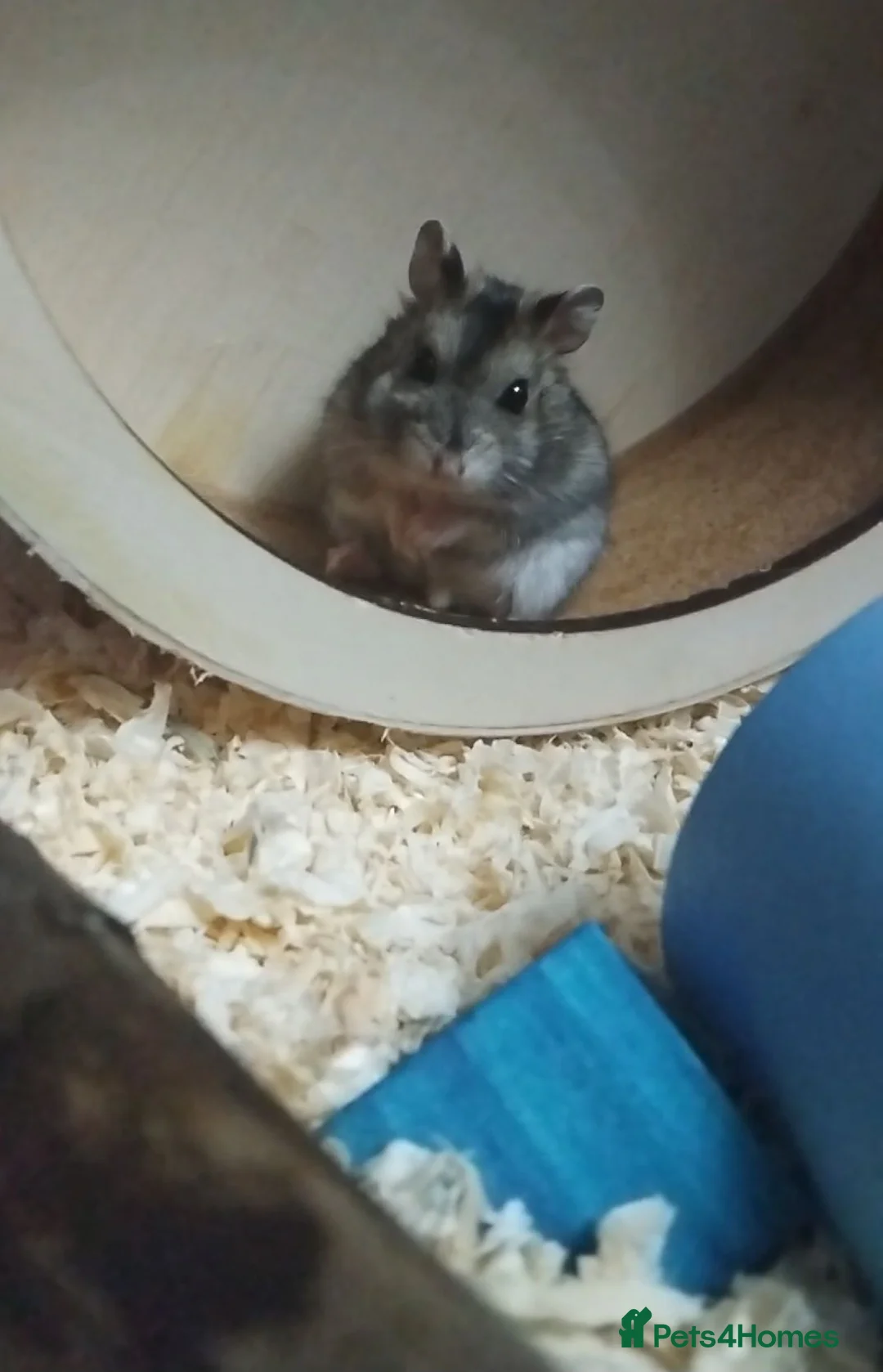 Hamster rodents for sale: Puddin in Heathfield - Advert 4