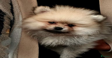 Pomeranian dogs - Advert 4