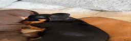 Miniature Dachshund dogs for sale: Miniature Smooth Haired Dachshund Black and Tan in Wrexham - Advert 7