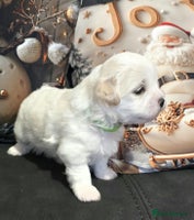 Mixed Breed dogs Beautiful shichon cross cavachon - Advert 5