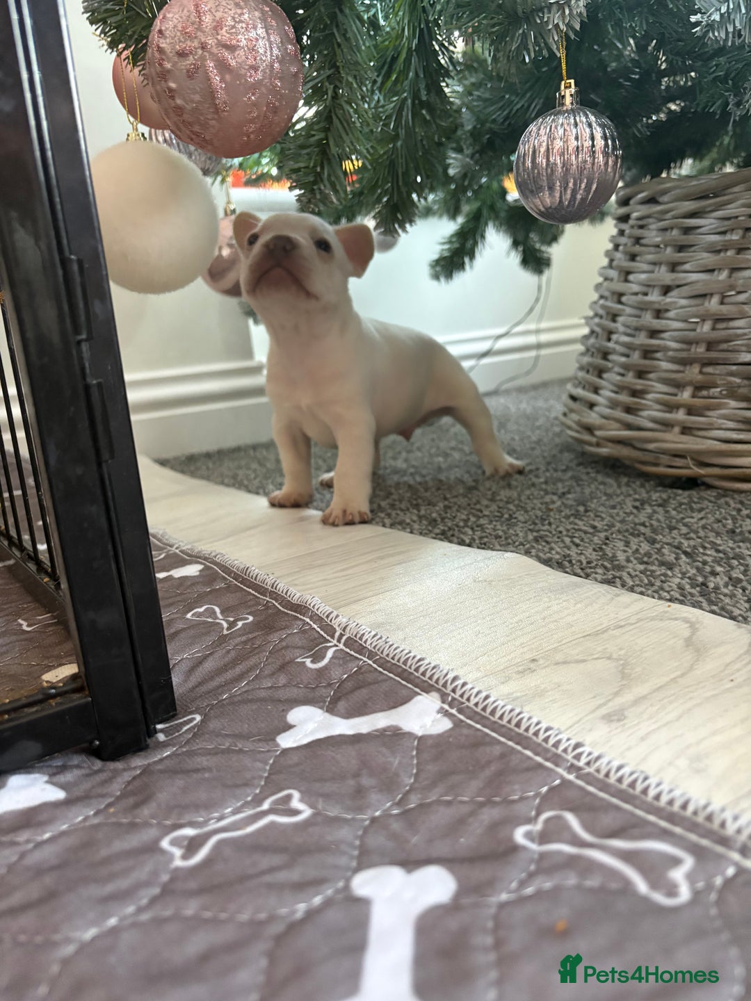 French Bulldog dogs for sale: French Bulldog Pups - Advert 5