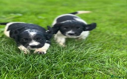 Cocker Spaniel dogs for sale: Cocker Spaniels - Image 2