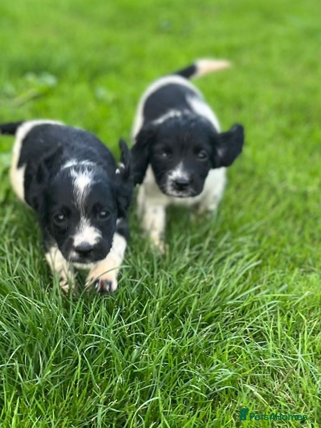 Cocker Spaniel dogs for sale: Cocker Spaniels - Image 2
