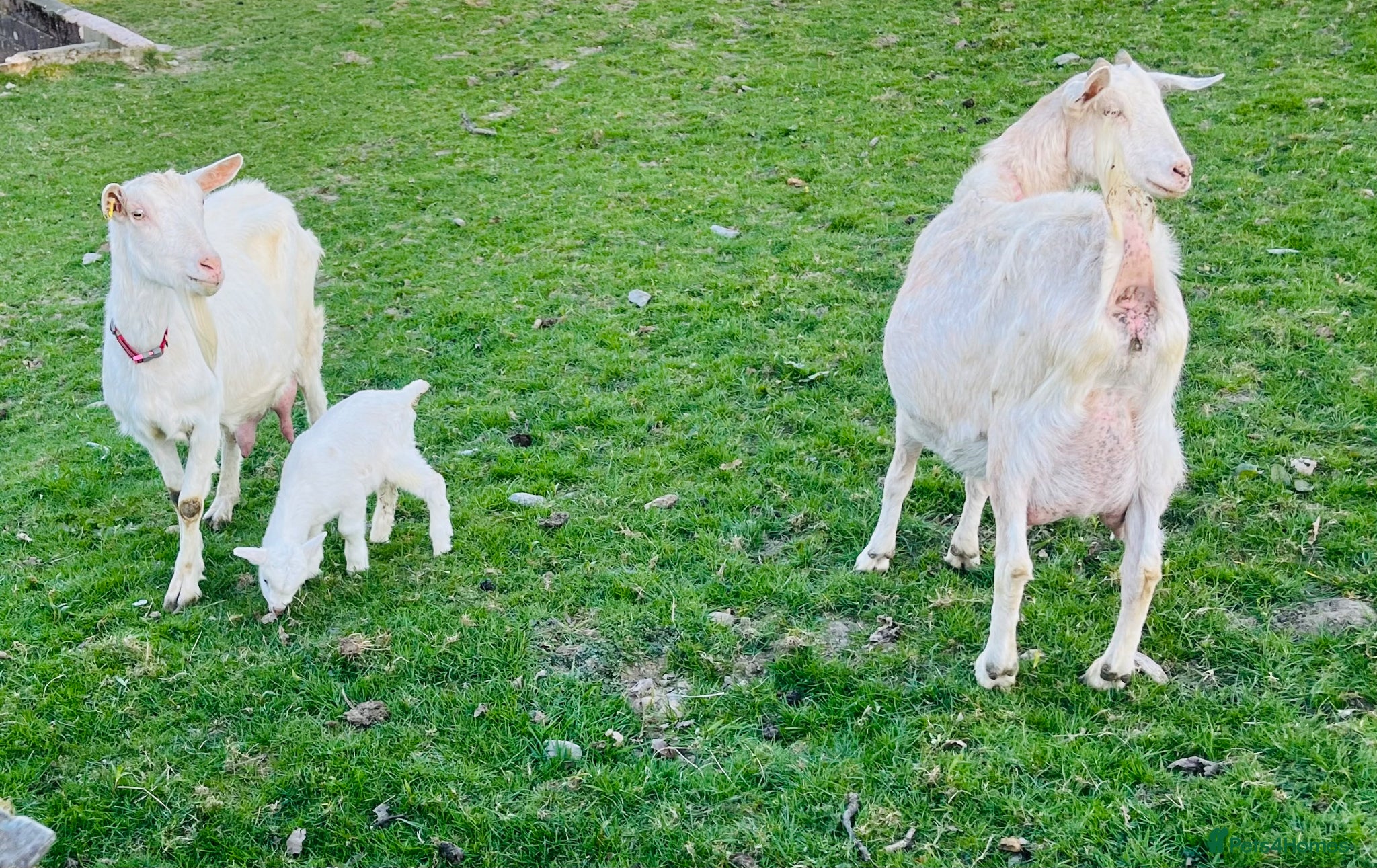 Goats livestock Beautiful Sannen female Goats - Advert 1