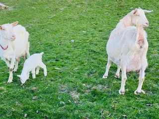 Goats livestock Beautiful Sannen female Goats - Advert 16