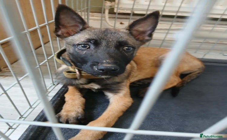 Belgian Shepherd Dog dogs - Advert 1