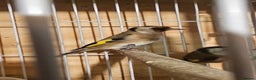 Finches birds for sale: Goldfinches, Bengalese finches & Zebra Finches - Advert 4