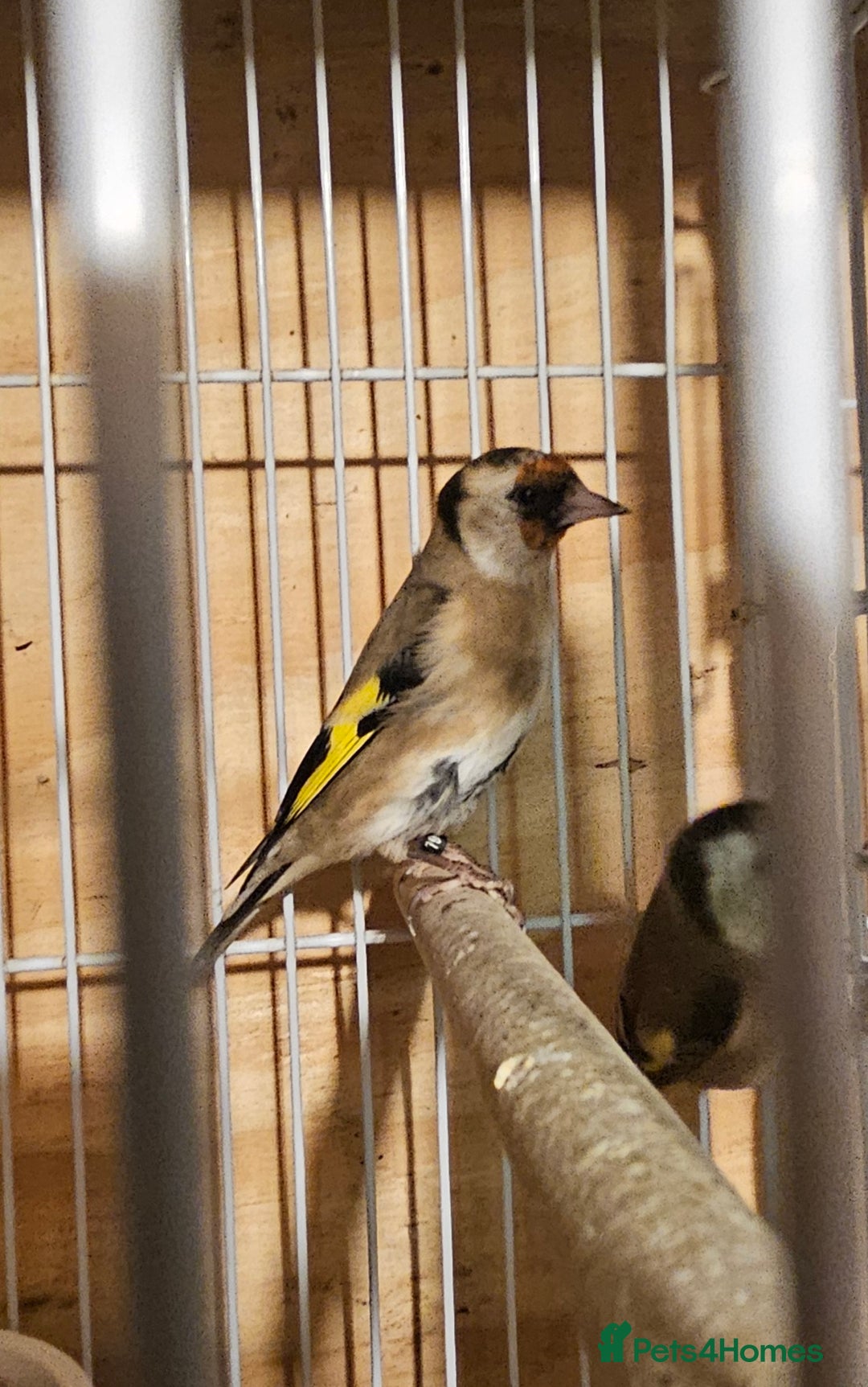 Finches birds for sale: Goldfinches, Bengalese finches & Zebra Finches - Advert 4