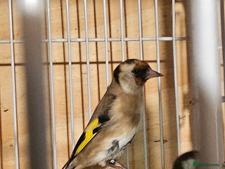 Finches birds Goldfinches, Bengalese finches & Zebra Finches - Advert 4