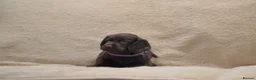 Cocker Spaniel dogs for sale: Chocolate Cocker Spaniel Puppies - Advert 8