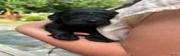 Cockapoo dogs for sale: Chocolate &Blue Merle, Tricolour & black cockapoos in Carlisle - Advert 10