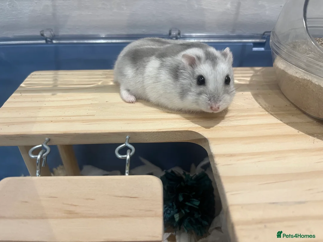 Hamster rodents for sale: COOKIE THE DWARF HAMSTER - Advert 2