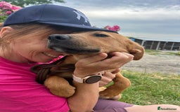 Mixed Breed dogs for adoption: Smithy - Norwich norfolk - Image 4