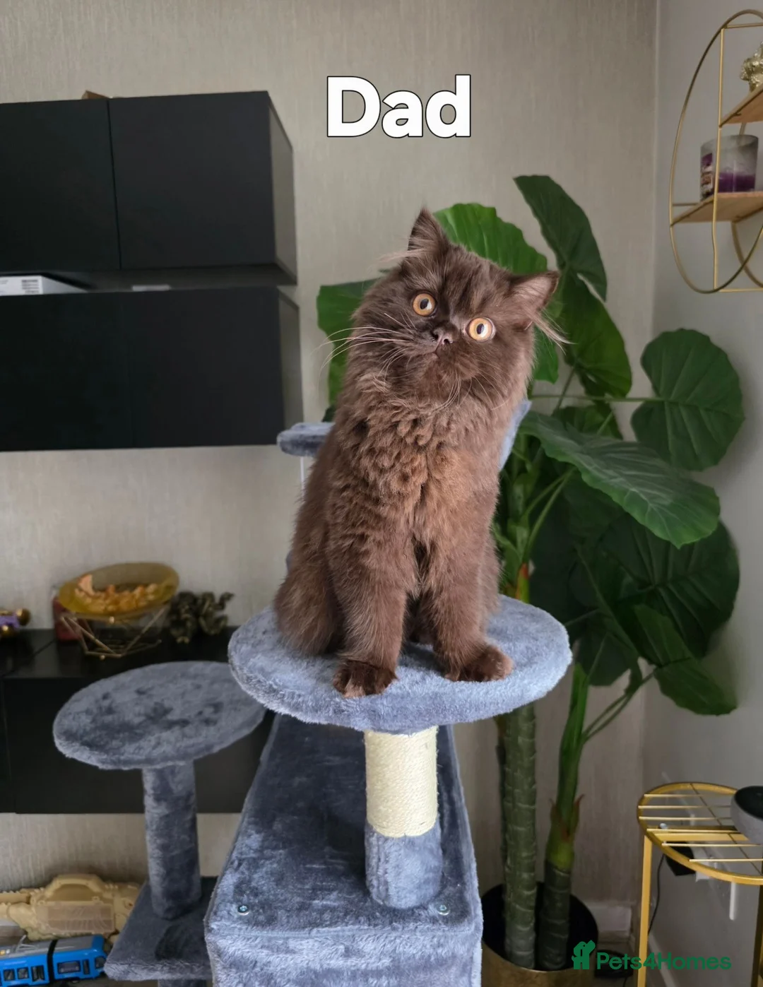 Mixed Breed cats for sale: Gorgeous blue Scottish Fold British Longhair Boy  - Advert 2