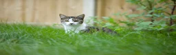 Mixed Breed cats for sale: Beautiful 1 year old female tabby in Bordon - Advert 7