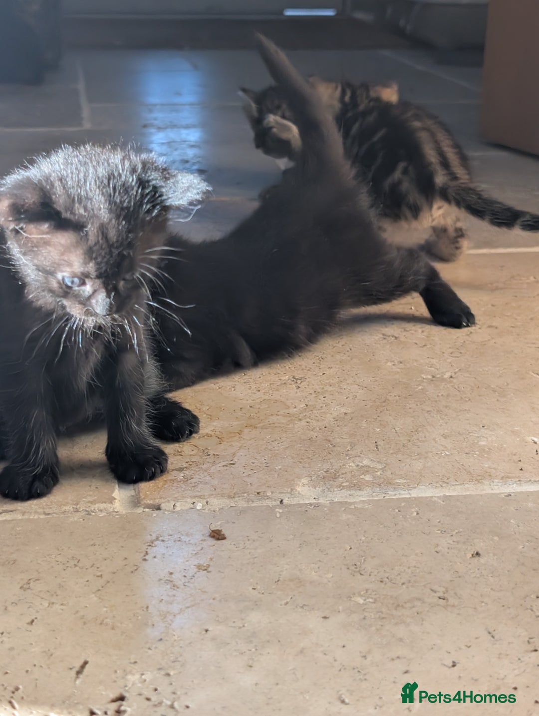 Ragdoll cats for sale: Tabby or black Ragdoll x kittens - Image 18