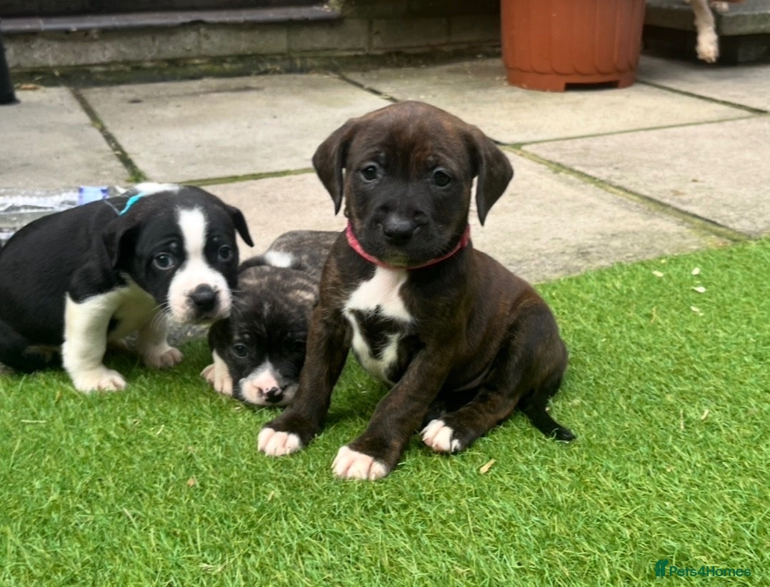 Staffordshire Bull Terrier dogs Blue American staffies - Advert 14