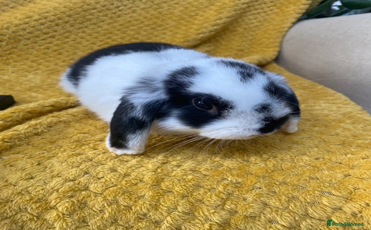 Mini Lop rabbits - Advert 4