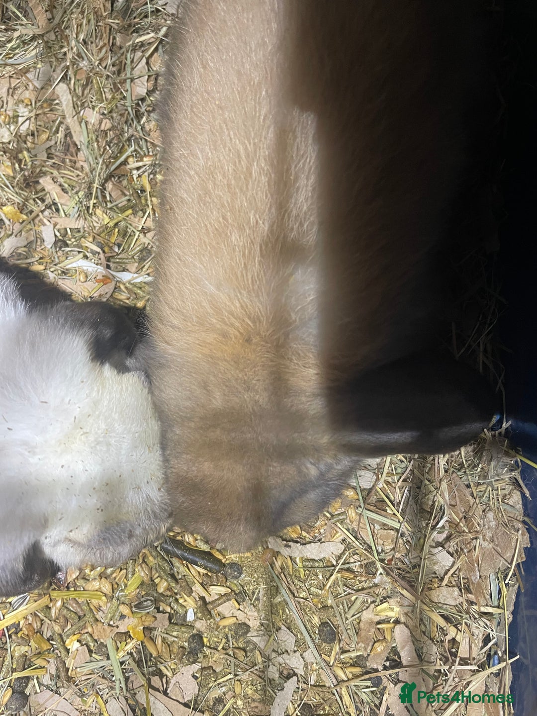 Mini Lop rabbits for sale: Pure bred mini lop baby girl - Advert 4