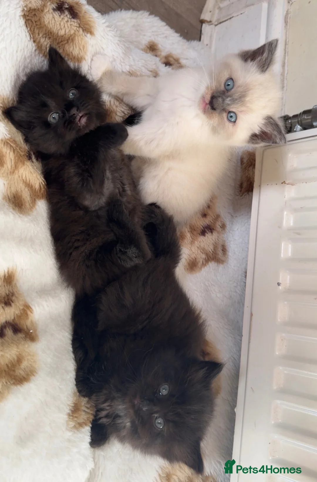 Mixed Breed cats for sale: 3 Beautiful Ragdoll Mix Kittens - Advert 1