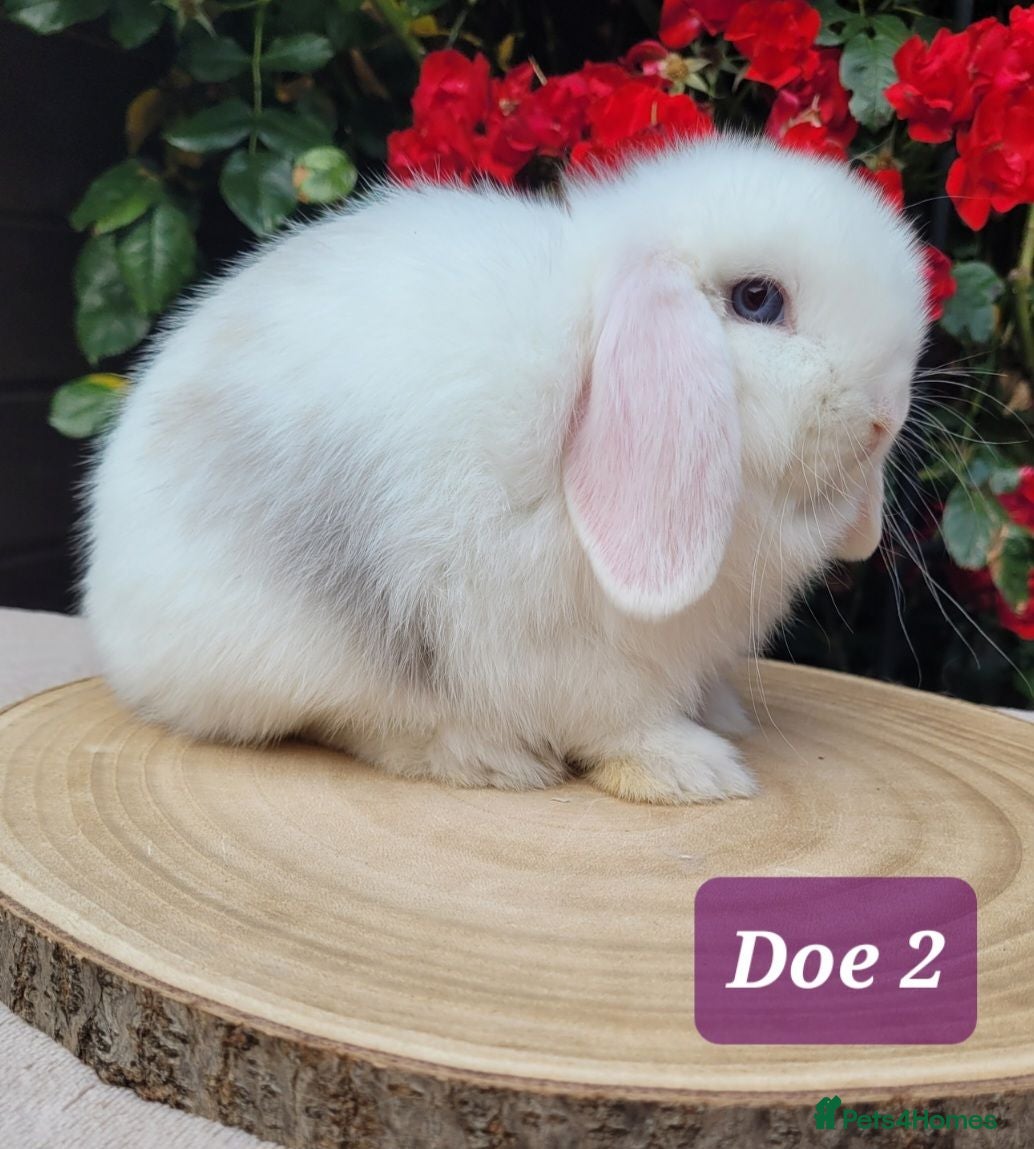 Mini Lop rabbits Beautiful pure bred mini lops - Advert 1