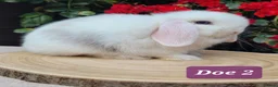 Mini Lop rabbits for sale: Beautiful pure bred mini lops - Advert 1
