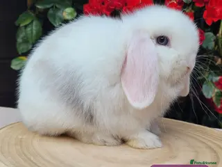 Mini Lop rabbits Beautiful pure bred mini lops - Advert 2