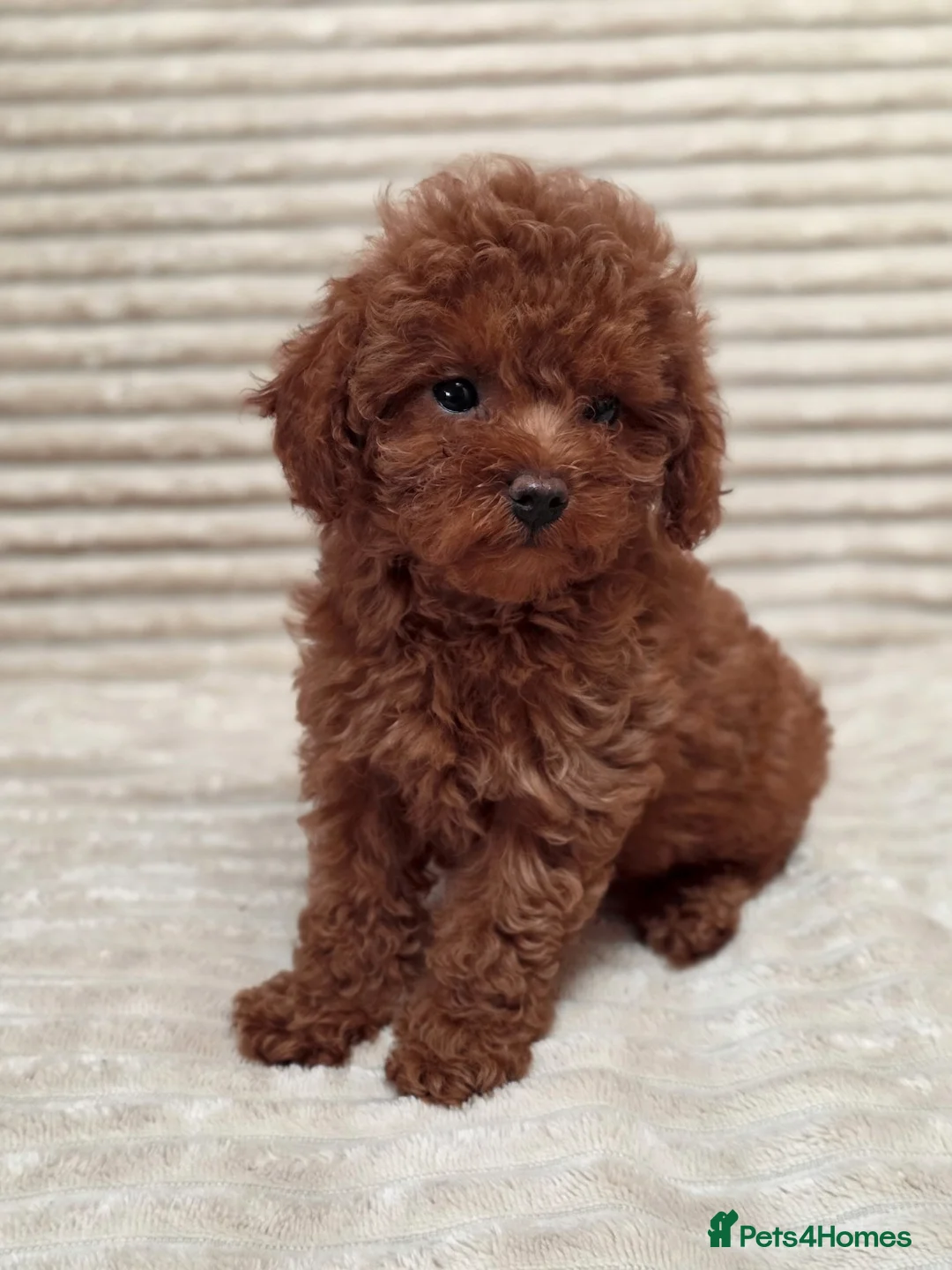 Toy Poodle dogs for sale:  Red Toy Poodle Puppies – Asian Teddy Bear Type in Motherwell - Advert 2
