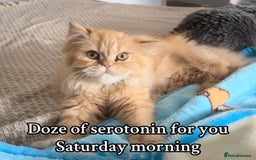 Persian cats for sale: Persian  gorgeous kitten(1 girl) in London - Image 3