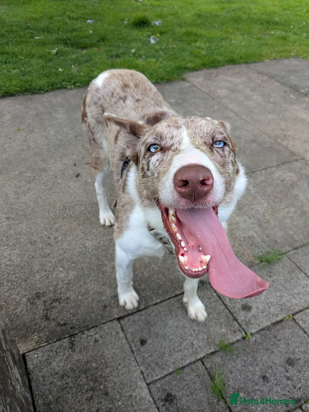 Border Collie dogs for stud: Ace whyte in Glasgow - Advert 3