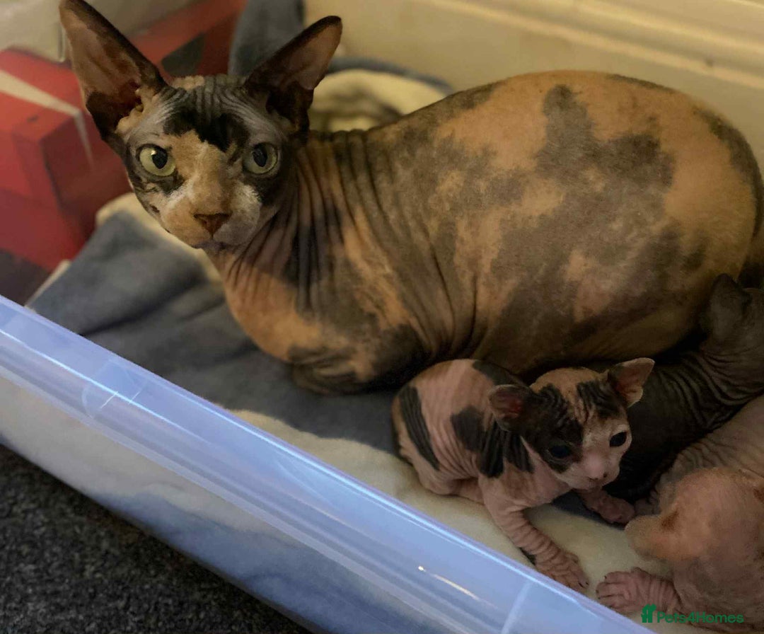 Sphynx cats for sale: 5 Canadian Sphynx kittens available  - Image 2
