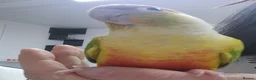 Conures birds for sale: Beautiful pineapple greencheek conure female - Advert 4