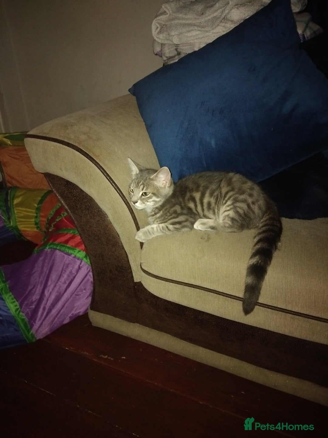 Mixed Breed cats for sale: Kittens american ringtail mixbreed  - Image 10