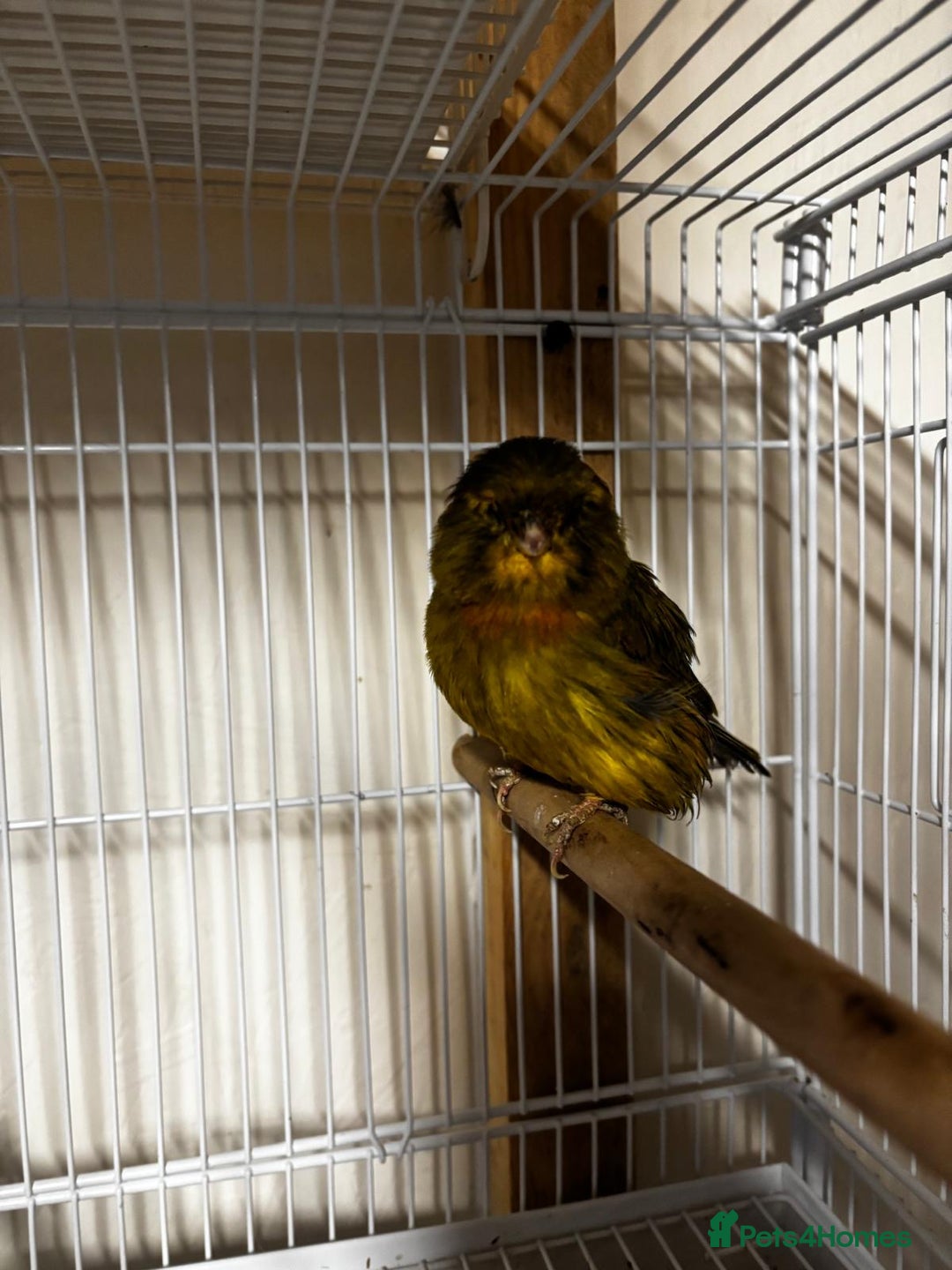 Canaries birds for sale: Norwich canary 2024 cock - Advert 1