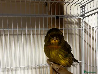 Canaries birds Norwich canary 2024 cock - Advert 4