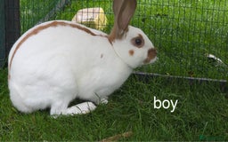 English Spot rabbits for sale: Torte English spot  - Image 5
